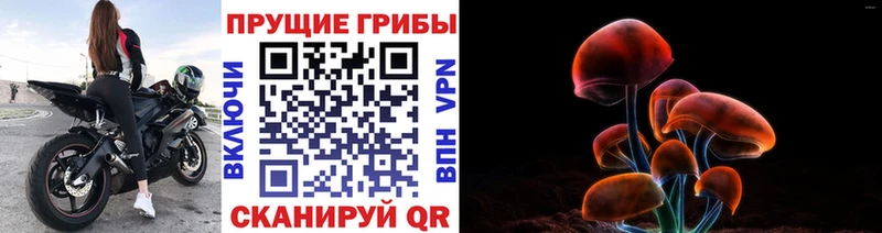 Псилоцибиновые грибы Psilocybine cubensis  Купить закладки  Чекалин 